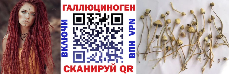 где купить наркоту  мега зеркало  Псилоцибиновые грибы мицелий  Ярцево 